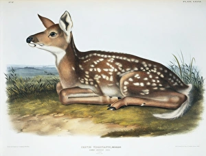 Odocoileus virginianus, white-tailed deer Odocoileus virginianus, white-tailed deer