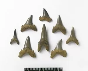 Elasmobranchii Gallery: Odontaspis robusta, sand tiger shark teeth
