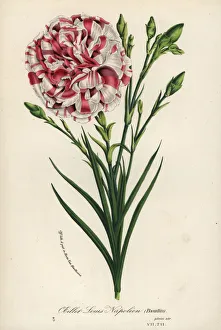 Oeillet Louis Napoleon carnation hybrid, Dianthus Oeillet Louis Napoleon carnation hybrid, Dianthus