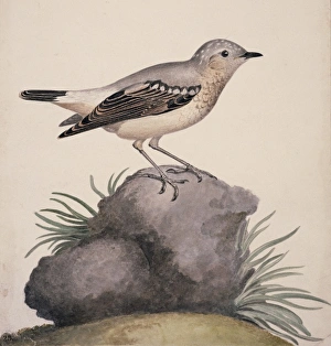 Oenanthe oenanthe, northern wheatear Oenanthe oenanthe, northern wheatear