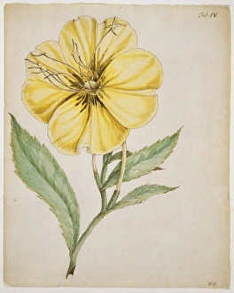 Oenothera grandiflora, evening primrose Oenothera grandiflora, evening primrose