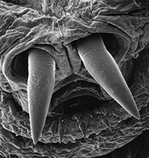 Oestridae, botfly larva Oestridae, botfly larva