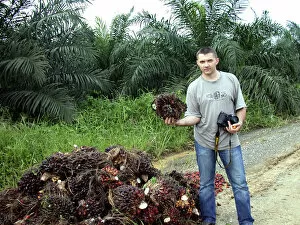 Plantations Gallery: Oil palm fruits are piled on a road-side along