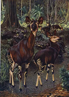 Johnston Gallery: Okapi in the Congo Forest, by Sir H H Johnston