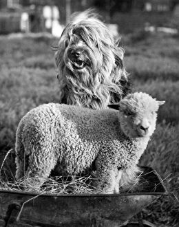 Old English Sheepdog and lamb