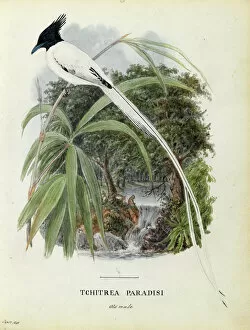 Passerine Gallery: Old male Asian Paradise Flycatcher Watercolour