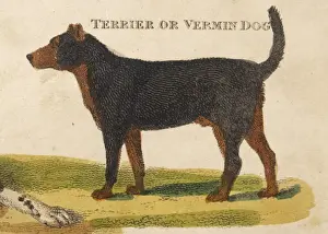 Framed Print : Old Type Terrier Print Framed Print : Old Type Terrier Print