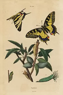 Old World swallowtail and scarce swallowtail, larva and pupa