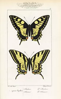 Noel Gallery: Old World swallowtail and southern swallowtail