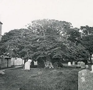 The Old Yew Tree, South Hayling, Hampshire, England The Old Yew Tree, South Hayling, Hampshire, England