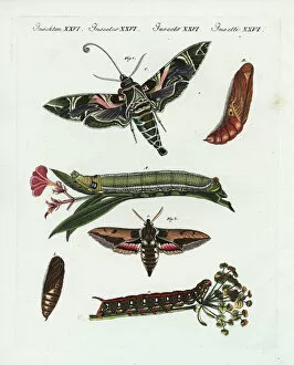 Euphorbia Gallery: Oleander hawk-moth and spurge hawk-moth