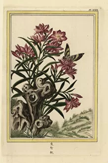 Nerium Gallery: Oleander, Nerium oleander