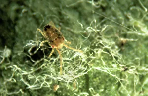 Oligonychus ununguis, red spider mite Oligonychus ununguis, red spider mite