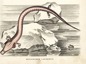 Olm or proteus salamander, Proteus anguinus Olm or proteus salamander, Proteus anguinus