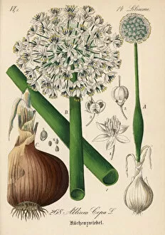 Allium Gallery: Onion, Allium cepa