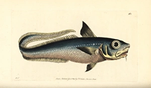 Onion-eye grenadier fish, Macrourus berglax Onion-eye grenadier fish, Macrourus berglax