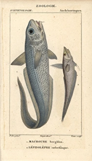 Onion-eye grenadier, Macrourus berglax Onion-eye grenadier, Macrourus berglax