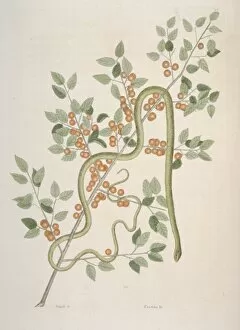 Catesby Gallery: Opheodrys sp. green snake