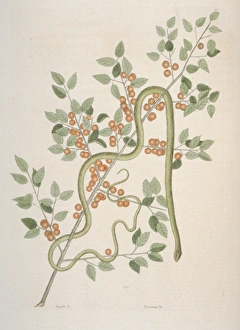 Opheodrys sp., green snake Opheodrys sp., green snake