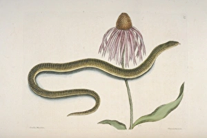 Ophisaurus sp, glass snake & Chrysanthemum americanum Ophisaurus sp, glass snake & Chrysanthemum americanum