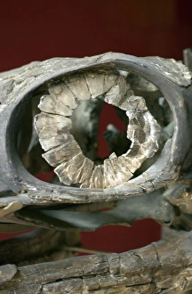 Ophthalmosaurus icenius, ichthyosaur Ophthalmosaurus icenius, ichthyosaur