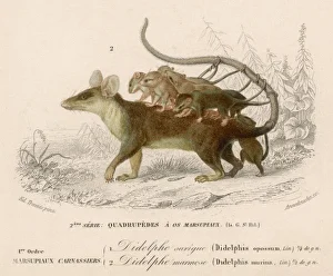 <b class=qtipBold><figcaption>Opossum Mouse 19C</figcaption></b><br>Opossum Mouse with its babies on its back, hanging on by their tails.<br><em>© Mary Evans Picture Library</em> Opossum Mouse 19C