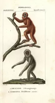 Orang utan, Pongo pygmaeus (endangered)