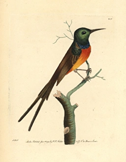 Orange-breasted sunbird, Anthobaphes violacea Orange-breasted sunbird, Anthobaphes violacea