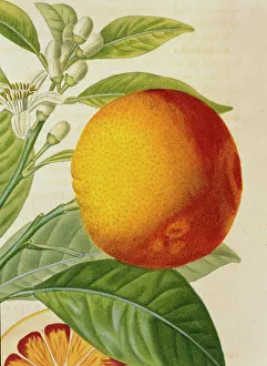 Orange de Malte, Maltese blood orange Orange de Malte, Maltese blood orange