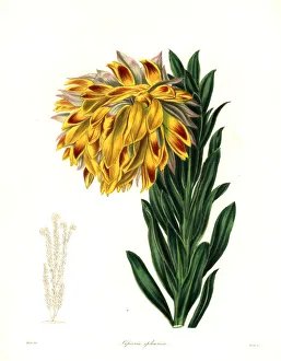 Orange nodding-head or mountain dahlia, Liparia Orange nodding-head or mountain dahlia, Liparia