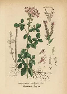 Oregano, Origanum vulgare