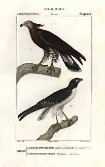 Oriental honey buzzard, Pernis ptilorhyncus Oriental honey buzzard, Pernis ptilorhyncus
