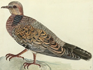 Oriental Turtle Dove, Streptopelia orientalis Oriental Turtle Dove, Streptopelia orientalis