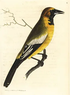 Oriole blackbird, Gymnomystax mexicanus Oriole blackbird, Gymnomystax mexicanus