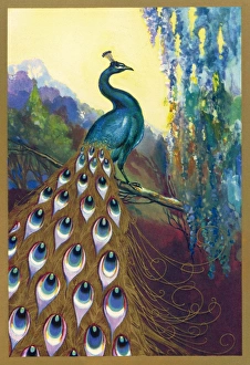 <b class=qtipBold><figcaption>Ornamental Peacock</figcaption></b><br>Ornamental peacock (Pavo cristatus)<br><em>© Mary Evans Picture Library</em> Ornamental Peacock