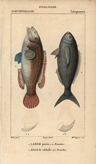 Ornate wrasse, Thalassoma pavo, and bogue, Boops boops Ornate wrasse, Thalassoma pavo, and bogue, Boops boops