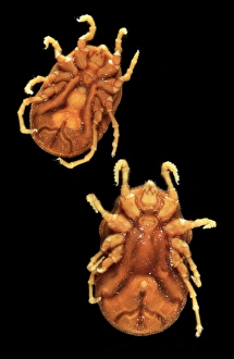<b class=qtipBold><figcaption>Ornithodoros parkeri, tick</figcaption></b><br>Ventral views of male and female of this soft tick (Ornithodoros parkeri) from the family Argasidae. Date:<br><em>© Mary Evans / Natural History Museum</em> Ornithodoros parkeri, tick