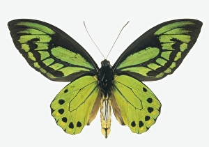 Ornithoptera allottei, birdwing butterfly Ornithoptera allottei, birdwing butterfly