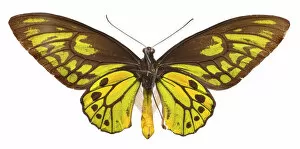 Butterfly Gallery: Ornithoptera croesus, Wallaces golden birdwing butterfly