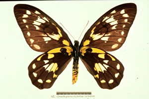 Ornithoptera victoriae, birdwing butterfly Ornithoptera victoriae, birdwing butterfly