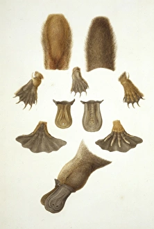 Ornithorhynchus anatinus, duck-billed platypus Ornithorhynchus anatinus, duck-billed platypus