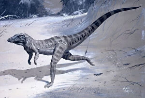 Reptiles Gallery: Ornithosuchus