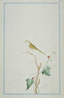 Orthotomus sutorius, common tailorbird Orthotomus sutorius, common tailorbird