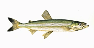 Osmerus eperlanus, or European Smelt Osmerus eperlanus, or European Smelt
