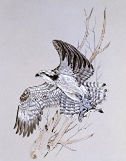 <b class=qtipBold><figcaption>An Osprey launches of a perch</figcaption></b><br>An Osprey (Pandion haliaetus) launching into flight with a caught fish secured in its talons. Painting by Malcolm Greensmith<br><em>© Mary Evans/Malcolm Greensmith</em> An Osprey launches of a perch