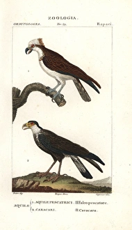 Osprey, Pandion haliaetus, and caracara, Caracara plancus Osprey, Pandion haliaetus, and caracara, Caracara plancus