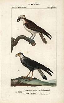 Osprey, Pandion haliaetus, and southern crested Osprey, Pandion haliaetus, and southern crested
