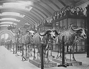 Images Dated 12th July 2013: Osteological Gallery. 5th July 1892