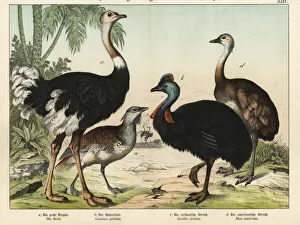 Ostrich, bustard, cassowary and rhea Ostrich, bustard, cassowary and rhea