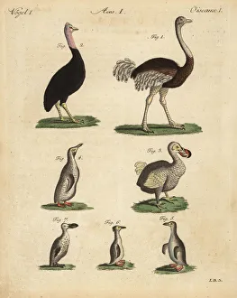 Ostrich, cassowary, extinct dodo and penguins Ostrich, cassowary, extinct dodo and penguins
